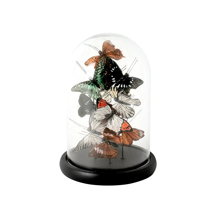 Butterflies Multicoloured In Glass Cloche 26cm